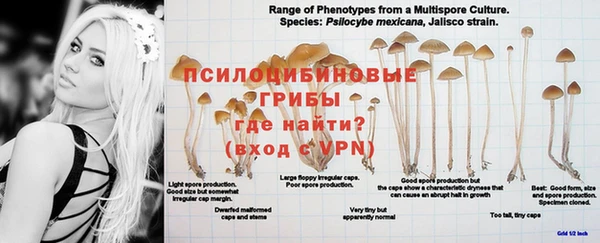 прущие грибы Бронницы